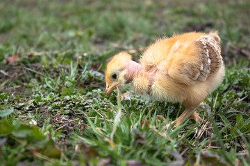 Little chicken, closeup, yellow chicken on the grass. Breeding small chickens. Poultry farming.