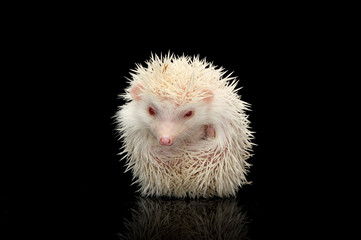 Obraz premium An adorable African white- bellied hedgehog looking at the camera