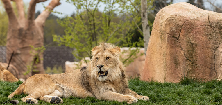 Lion