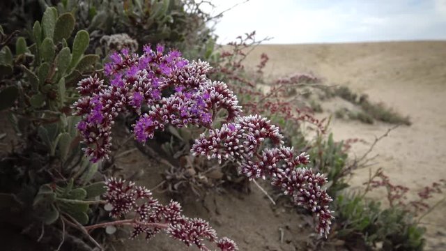 Flowering desert plant on the Red Sea, Marsa Alam, Egypt