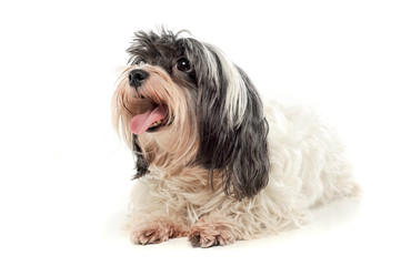 Studio shot of an adorable Havanese looking up curiously