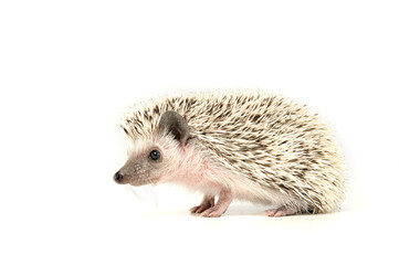 An adorable African white- bellied hedgehog standing on white background