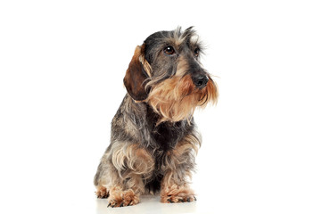 An adorable wire-haired Dachshund sitting on white background