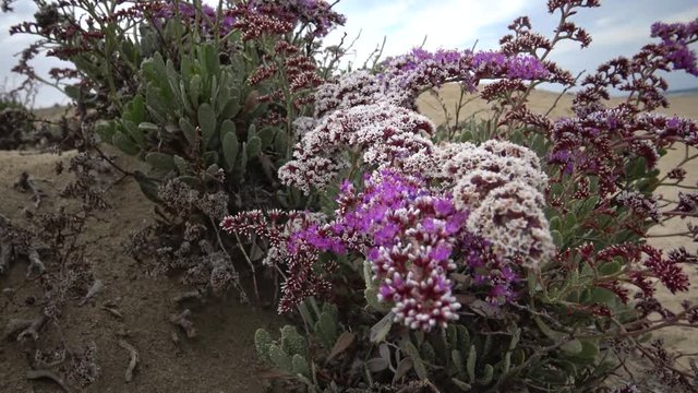 Flowering desert plant on the Red Sea, Marsa Alam, Egypt