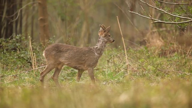 Jeune Chevreuil en velours au printemps