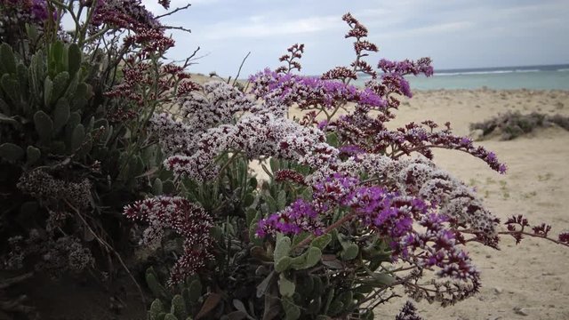 Flowering desert plant on the Red Sea, Marsa Alam, Egypt