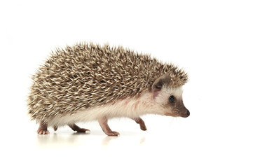 An adorable African white- bellied hedgehog walking on white background - 261597168