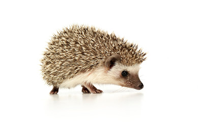 An adorable African white- bellied hedgehog standing on white background