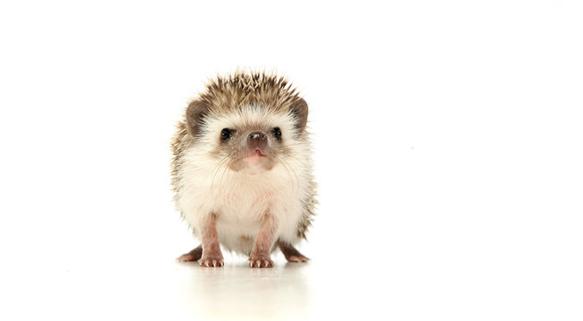 An adorable African white- bellied hedgehog looking curiously at the camera