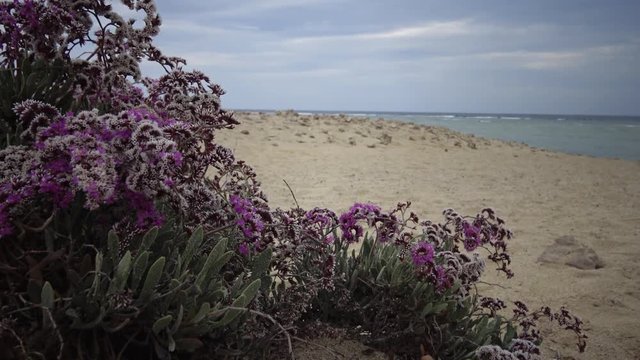 Flowering desert plant on the Red Sea, Marsa Alam, Egypt