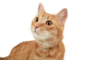 Portrait of an adorable domestic cat looking excited - 261597338