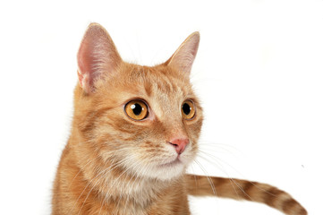 Portrait of an adorable domestic cat looking curiously