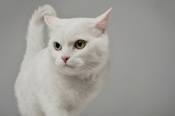 Studio shot of an adorable domestic cat with different eye color