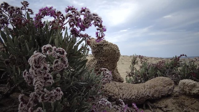 Flowering desert plant on the Red Sea, Marsa Alam, Egypt