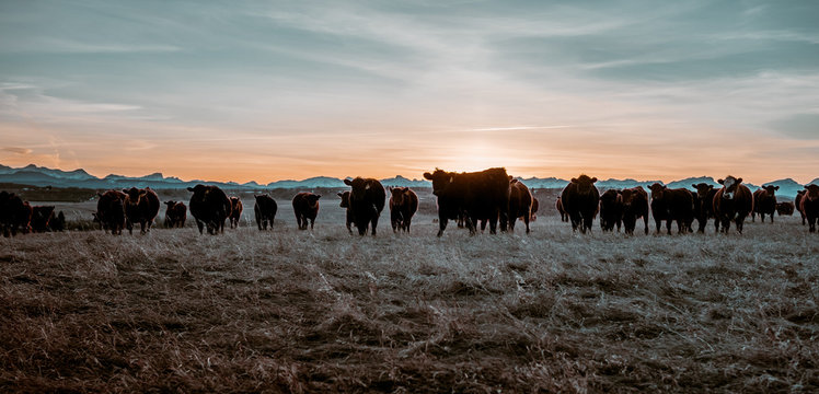 A close up image of cow herd on a field in Alberta, Canada