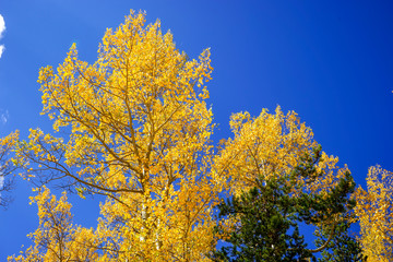 Colorful Aspen Trees and Clear Blue Sky during a Fall Hike in the Colorado Rocky Mountains