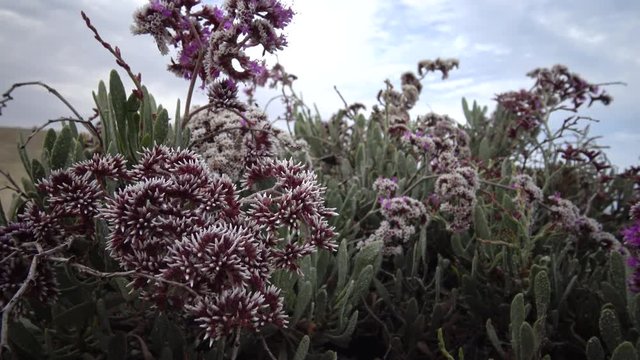 Flowering desert plant on the Red Sea, Marsa Alam, Egypt
