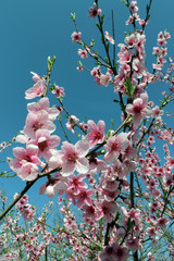 pink cherry blossom flower in spring time over blue sky.