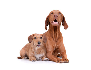 Studio shot of an adorable magyar vizsla and a wired haired dachshund mix dog