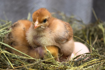 Naklejka na ściany i meble beautiful little chicken, eggs and eggshell in nest. Newborn chicks on chicken farm.