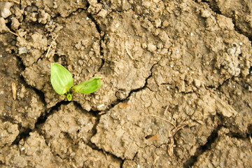 Young plant growing in arid soil. Power or success concept