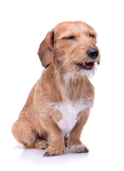 Studio shot of an adorable wire haired dachshund mix dog looking satisfied