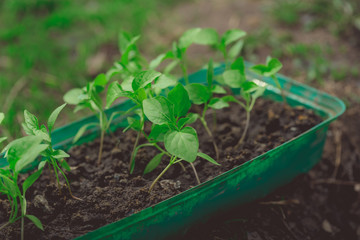 Young green plants with leaves grow from seeds. Baby plants seeding, black hole trays for agricultural seedlings.The spring planting. Early seedling, grown from seeds in boxes