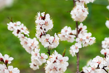 apricot flower spring nature close up macro 