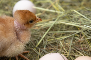 Newborn yellow chickens in hay nest along whole.