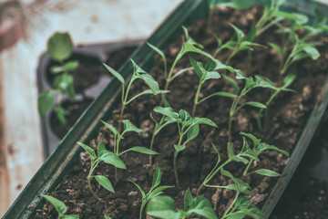 Young green plants with leaves grow from seeds. Baby plants seeding, black hole trays for agricultural seedlings.The spring planting. Early seedling, grown from seeds in boxes