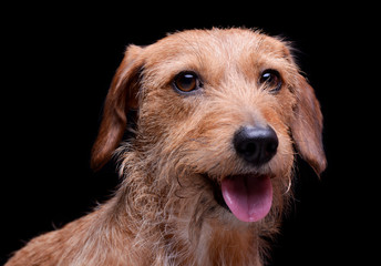 Portrait of an adorable wire haired dachshund mix dog looking satisfied