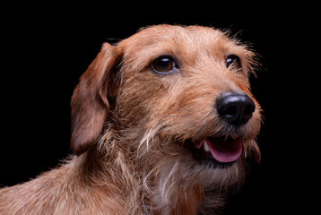 Portrait of an adorable wire haired dachshund mix dog looking curiously at the camera