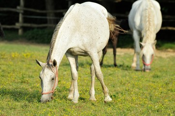 Obraz na płótnie Canvas white horse grazing