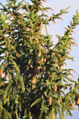 Fototapeta na wymiar cones on fir tree
