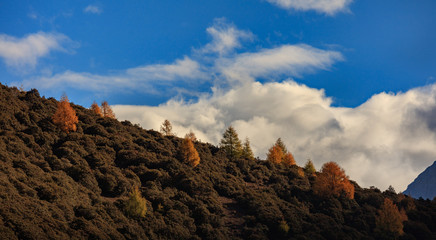 Fall Autumn Colors, Trees, Colorful Yellow, Orange and Green Leaves, Colorful Forest. Beautiful assortment of trees with different colors on side of large mountain. Layers of trees, background graphic