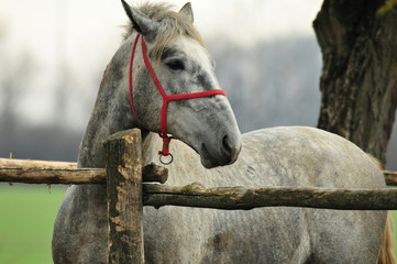 portrait of a horse