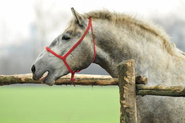 portrait of a horse