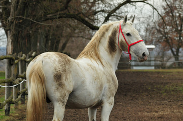 dirty white horse in the farm