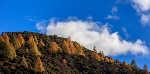 Fall Autumn Colors, Trees, Colorful Yellow, Orange and Green Leaves, Colorful Forest. Beautiful assortment of trees with different colors on side of large mountain. Layers of trees, background graphic