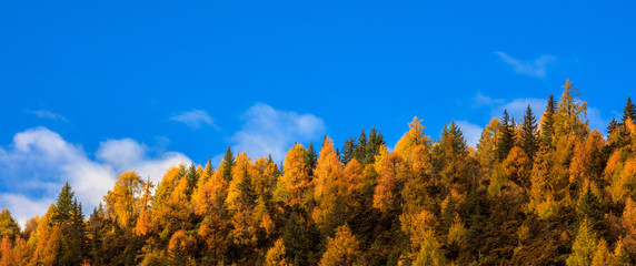 Fall Autumn Colors, Trees, Colorful Yellow, Orange and Green Leaves, Colorful Forest. Beautiful assortment of trees with different colors on side of large mountain. Layers of trees, background graphic