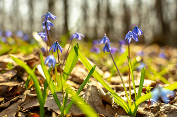 Primrose, Scilla spring flower under the warm rays of spring sunlight