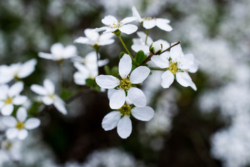 Small white flowers on blooming tree in spring season