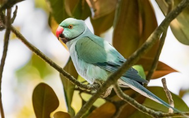 BLUE INDIAN RINGNECK PARAKEET  Psittacula krameri