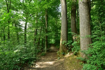 path in the forest