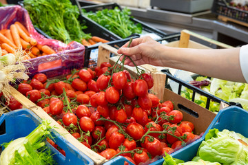 A box of delicious ripe Italian tomatoes on the market stall. Female hand holding a branch of tomatoes. Buyer in the food market.