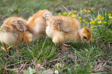 Close-up of yellow chickens on the grass, Beautiful yellow little chickens,