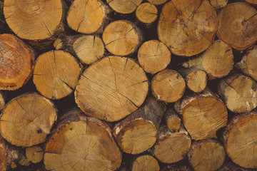Cut wooden logs in layers Background of arranged heap of fresh logs with clear cuts	