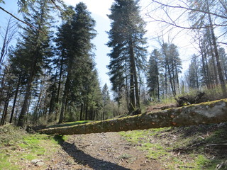 road blocked in the forest