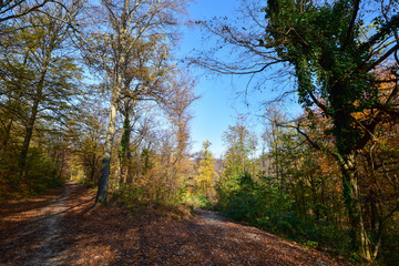 path in autumn forest