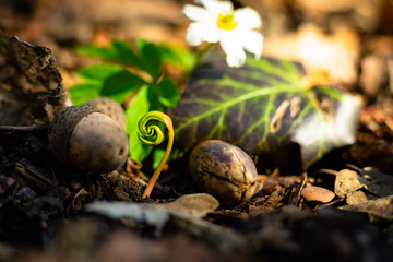 Nahaufnahme von einem Keimling